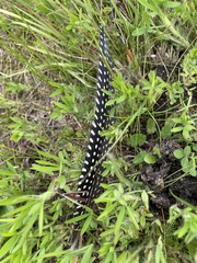 Numida meleagris coronatus