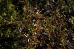 Diplacus torreyi