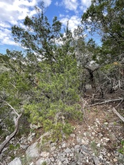 Pinus remota