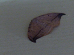 Drepana arcuata