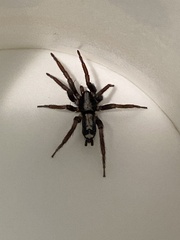 Herpyllus ecclesiasticus