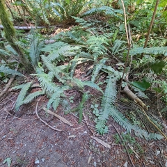 Struthiopteris spicant