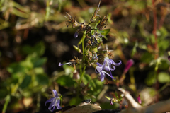 Campanula prenanthoides