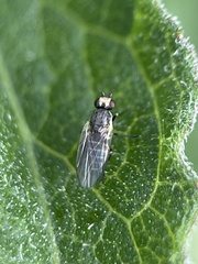 Phytomyzinae
