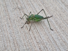 Parasteropleurus perezii