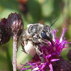 Melissodes denticulatus