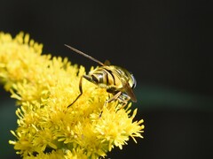 Myathropa florea