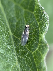 Phytomyzinae
