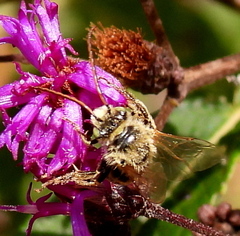 Melissodes trinodis