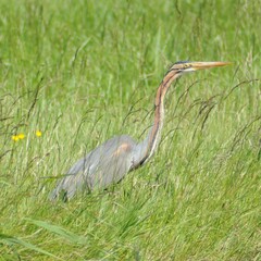 Ardea purpurea