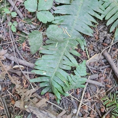 Struthiopteris spicant