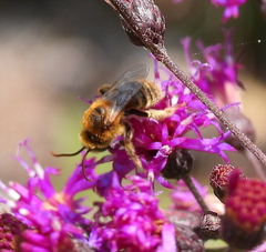 Melissodes trinodis