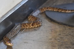 Xenodon rabdocephalus