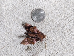 Paonias excaecata