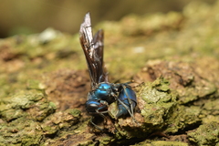 Synoeca