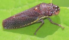 Paraulacizes irrorata