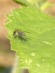 Condylostylus caudatus