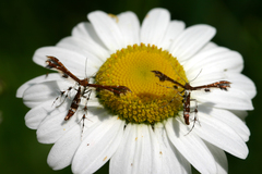 Geina tenuidactylus