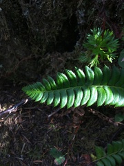 Polystichum lonchitis