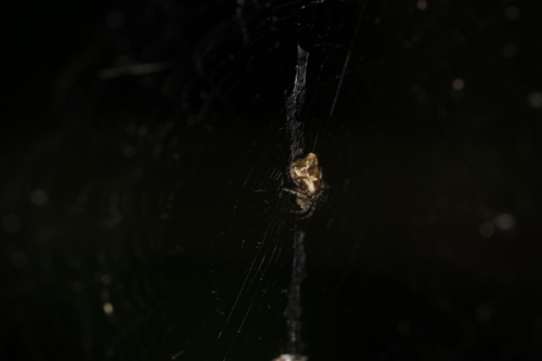 Conical Trashline Orbweaver, 1761 CX Anna Paulowna, Nederland, photo 10 of 10