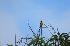 Euphonia affinis
