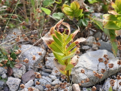 Maianthemum stellatum