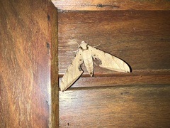 Protambulyx strigilis