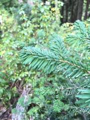 Abies amabilis