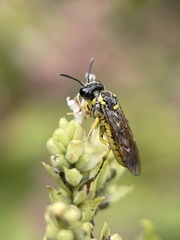 Tenthredo arcuata