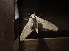 Protambulyx strigilis