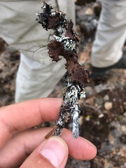 Tuckermanopsis platyphylla