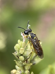 Tenthredo arcuata