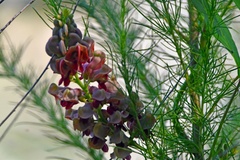 Wisteria frutescens