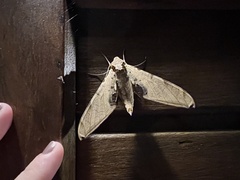 Protambulyx strigilis