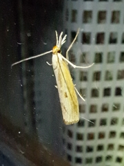 Agriphila inquinatella