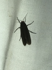Virbia laeta