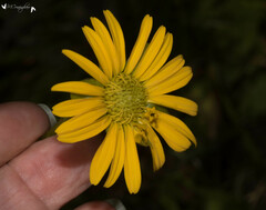 Silphium terebinthinaceum