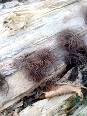 Stemonitis splendens