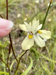 Moraea gawleri