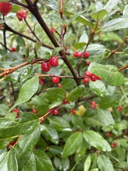 Shepherdia canadensis