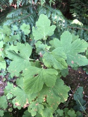Ribes sanguineum