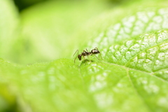 Camponotus sexguttatus