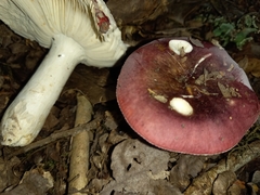 Russula atropurpurea