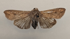 Mythimna