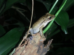 Polypedates leucomystax