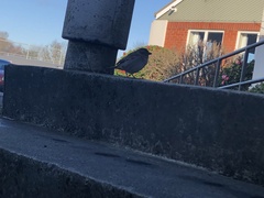 Passer domesticus domesticus