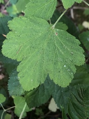 Ribes sanguineum