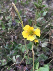 Geum calthifolium