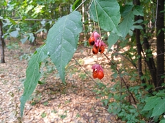 Euonymus verrucosus