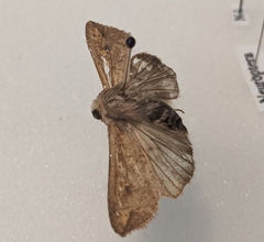 Mythimna